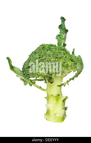 Broccoli,Brassica oleracea, flower head and leaves isolated against white Stock Photo