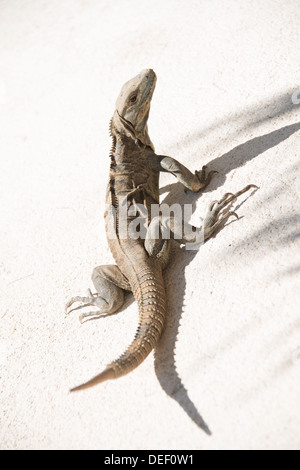 Iguana on a hot floor in Costa Rica Stock Photo