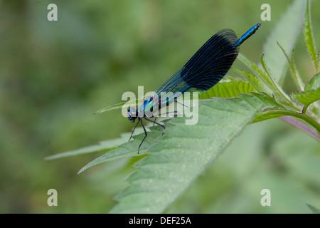 Male Beautiful Demoiselle damselfly (Calopteryx virgo) Stock Photo