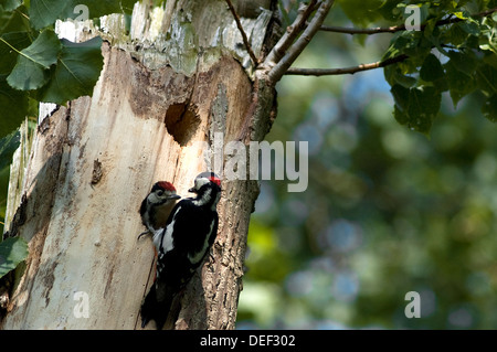 Male Great Spotted Woodpecker Feeding Juvenile Stock Photo