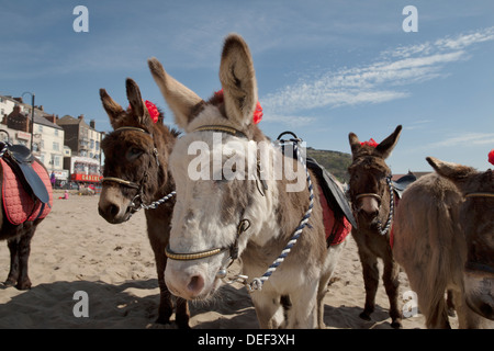 Donkeys on the beach at Scarborough Stock Photo