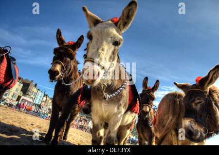 Donkeys on the beach at Scarborough Stock Photo