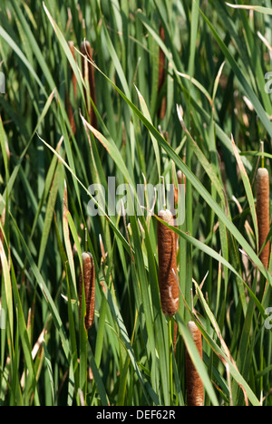 Small Reed Mace Small reed mace Stock Photo - Alamy