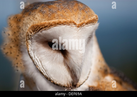 Close up on a Barn owl