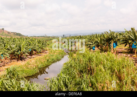 Africa, Cameroon, Tiko. View of bananas growing at plantation. Stock Photo