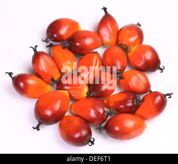 A group of oil palm fruits on the white background Stock Photo