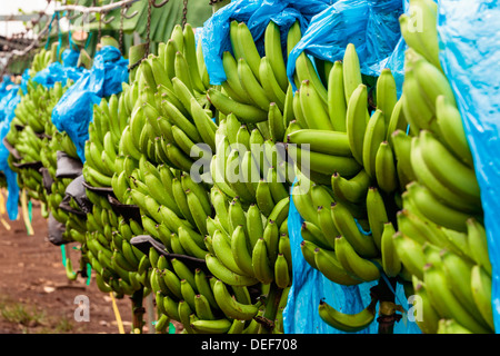 Africa, Cameroon, Tiko. Bunches of bananas at banana plantation. Stock Photo