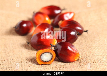 A group of oil palm fruits on sack burlap background. Stock Photo
