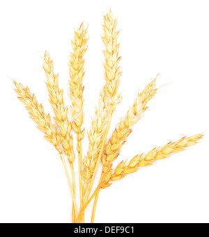 ripe wheat isolated on white background Stock Photo