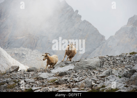 Goats dash over the rocks in the Picos de Europa Stock Photo