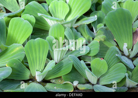 Pistia stratiotes, water cabbage Stock Photo