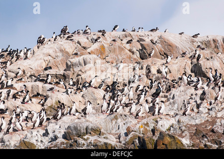Cormorants on an island in the Beagle Channel, Ushuaia, Tierra del Fuego, Argentina, South America Stock Photo