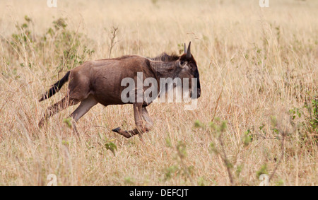 Blue Wildebeest (Connochaetes taurinus) on the run in Maasai Mara Wildlife Reserve, Kenya. Stock Photo