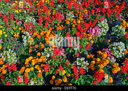 Many different flowers in a summer flower bed Stock Photo