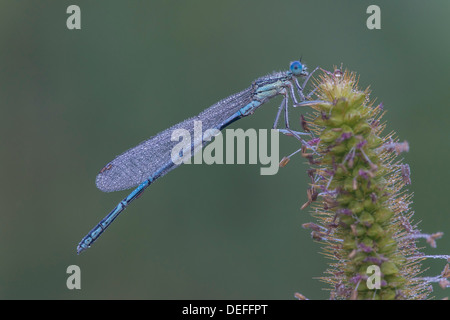 White-legged Damselfly or Blue Featherleg (Platycnemis pennipes), Upper Austria, Austria Stock Photo