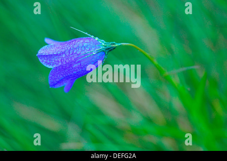 Bellflower (Campanula sp.) with dewdrops, Styria, Austria Stock Photo