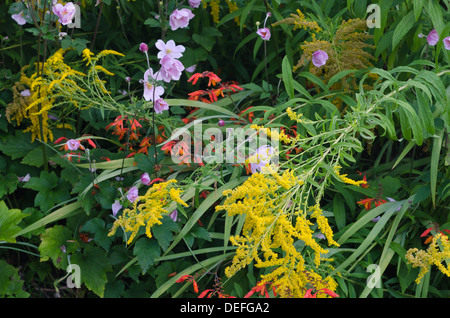 Colorful random tangle of mixed border flowers intertwined leaning over partly due to rain and wind Stock Photo