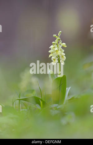 Pale-flowered Orchid (Orchis pallens), Thuringia, Germany Stock Photo