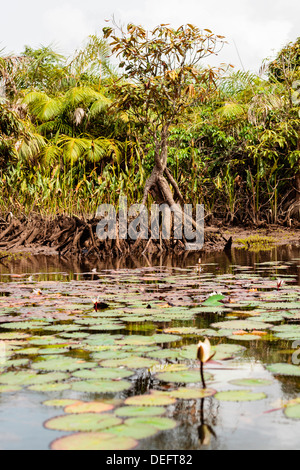 Africa, Liberia, Monrovia. View of mangroves on the Du River. Stock Photo