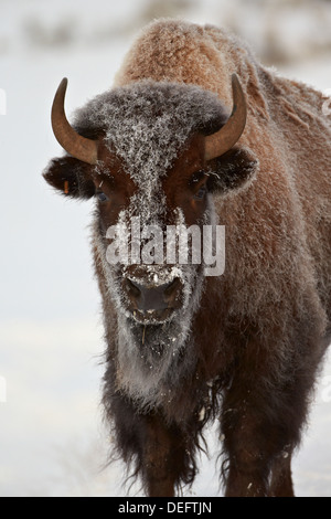 Bison (Bison bison) cow in the winter, Yellowstone National Park, Wyoming, United States of America, North America Stock Photo