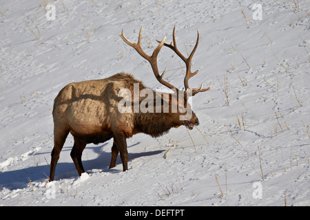 Bull elk (Cervus canadensis) feeding in the winter, Yellowstone National Park, Wyoming, United States of America, North America Stock Photo