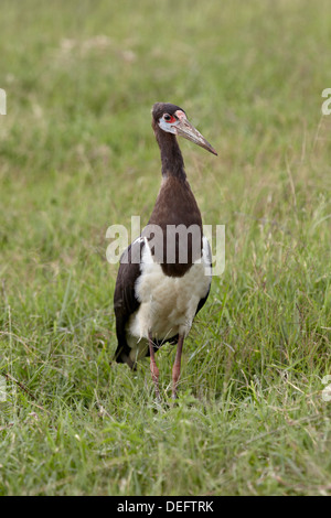 Abdim's stork (Ciconia abdimii), Ngorongoro Crater, Tanzania, East Africa, Africa Stock Photo