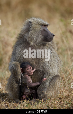 Olive baboon (Papio cynocephalus anubis) nursing, Serengeti National Park, Tanzania, East Africa, Africa Stock Photo