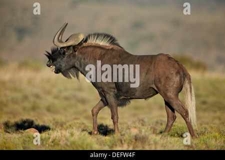 Male black wildebeest (white-tailed gnu (Connochaetes gnou) calling, Mountain Zebra National Park, South Africa, Africa Stock Photo