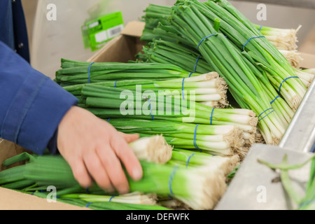 Fresh onions in package Stock Photo by ©Am_Wolna 6656985