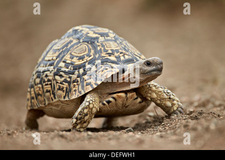 Leopard tortoise (Geochelone pardalis), Kruger National Park, South Africa, Africa Stock Photo