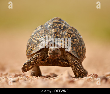 Leopard Tortoise Stigmochelys (Geochelone) pardalis pardalis. Ethiopia ...