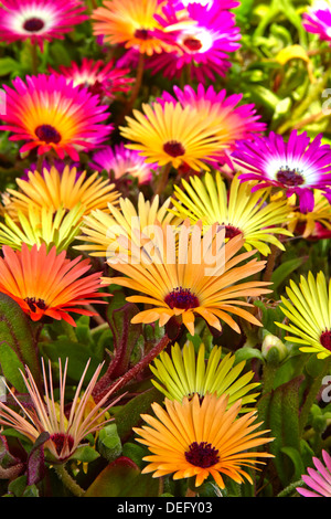 Mesembryanthemum in bloom in North Yorkshire Garden Stock Photo