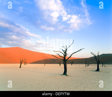 Dead trees and orange sand dunes, Dead Vlei, Sossusvlei dune field, Namib-Naukluft Park, Namib Desert, Namibia, Africa Stock Photo