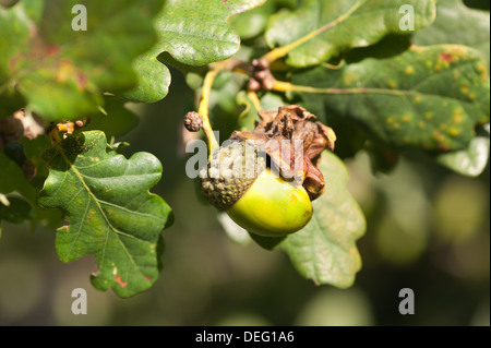 Quercus robur mature oak acorns becoming ready in early autumn late summer and infected by gall wasp Stock Photo