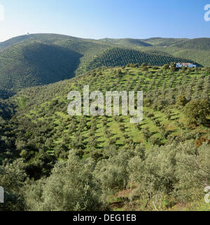 Olive trees, Sierra Morena, Córdoba province, Spain Stock Photo - Alamy