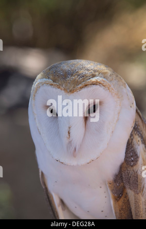 Close up of a common barn owl (Tyto Alba), West-Tucson Mountain District, Saguaro National Park, Arizona, USA Stock Photo