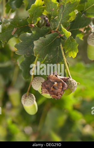 Quercus robur mature oak acorns becoming ready in early autumn late summer and infected by gall wasp Stock Photo