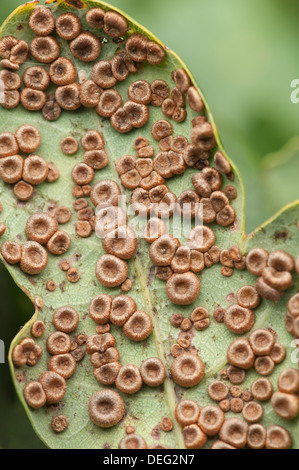 Silk-Button Spangle Galls on underside of Quercus robur leaves caused by gall wasp Stock Photo