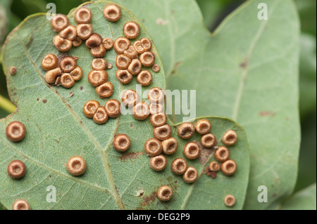 Silk-Button Spangle Galls on underside of Quercus robur leaves caused by gall wasp Stock Photo