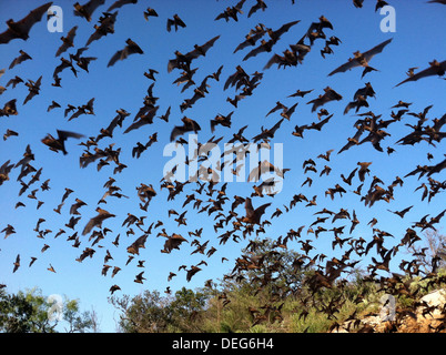 Mexican free tailed bats swarm out at dusk from the Davis Ranch Blowout Cave in Blanco County, Texas. Stock Photo