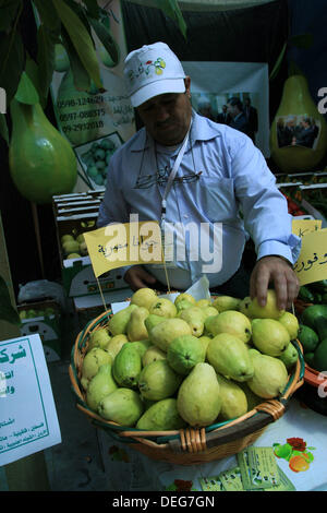 Sept. 18, 2013 - Qalqilya, West Bank, Palestinian Territory - A Palestinian vendor displays guava fruits, during the guava festival in the West Bank city of Qalqilya, Sept. 18, 2013  (Credit Image: © Nedal Eshtayah/APA Images/ZUMAPRESS.com) Stock Photo