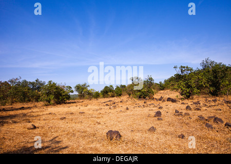 Trees on a landscape, Pune, Maharashtra, India Stock Photo