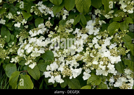Japanese snowball, Viburnum plicatum f tomentosum, white flowers on ornamental garden shrub Stock Photo
