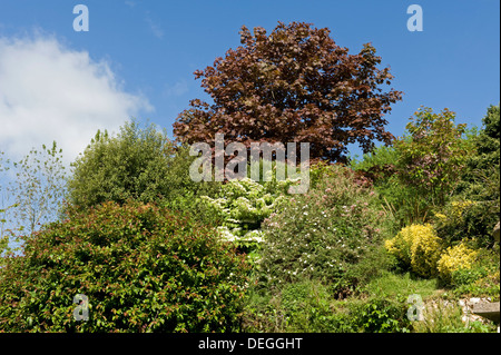 Various colours of young foliage on trees and shrubs in an English country garden in spring Stock Photo