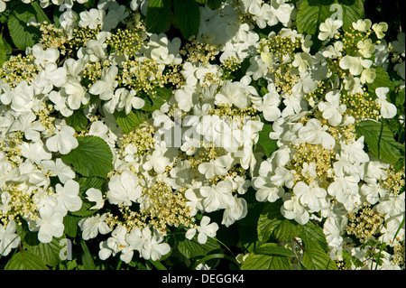 Japanese snowball, Viburnum plicatum f tomentosum, white flowers on ornamental garden shrub Stock Photo