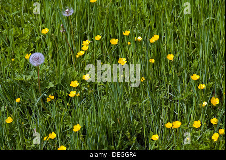 Creeping buttercups, Ranunculus repens, flowering in a country meadow with dandelion seed heads Stock Photo