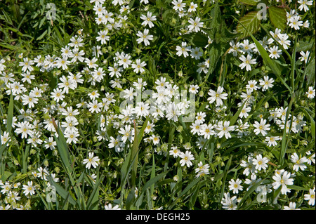 Greater stitchwort, Stellaria holostea, white flowers along a cliff path in springtime Stock Photo