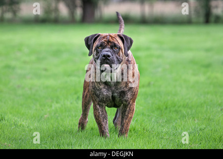 Boerboel, mastiff dog breed from South Africa in garden Stock Photo