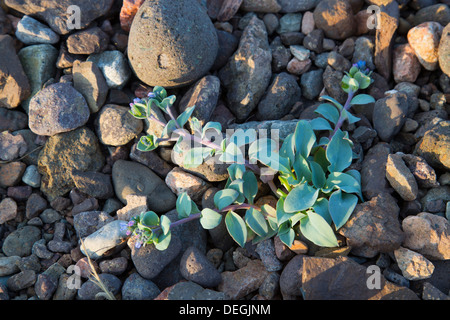 Oysterplant; Mertensia maritima; Shetland; UK Stock Photo