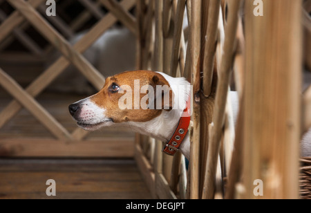 Curious smooth coated Jack Russell terrier (Canis lupus familiaris) sticking head through barrier Stock Photo